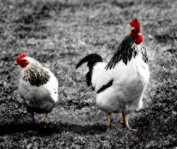 Cockerel - Sheep  and other furry animals