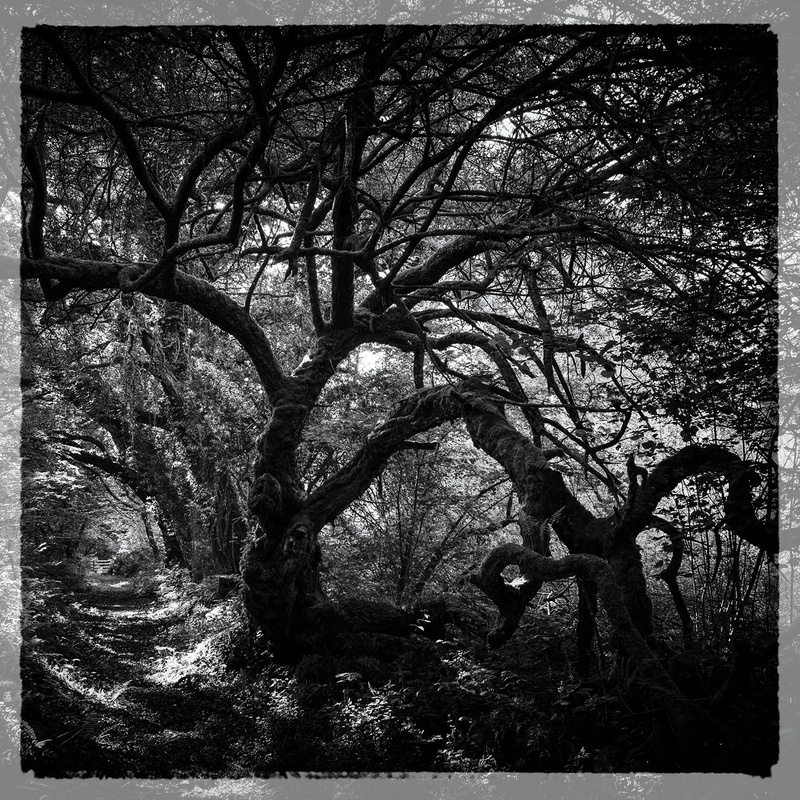 Trees 2 - Square in Black and White