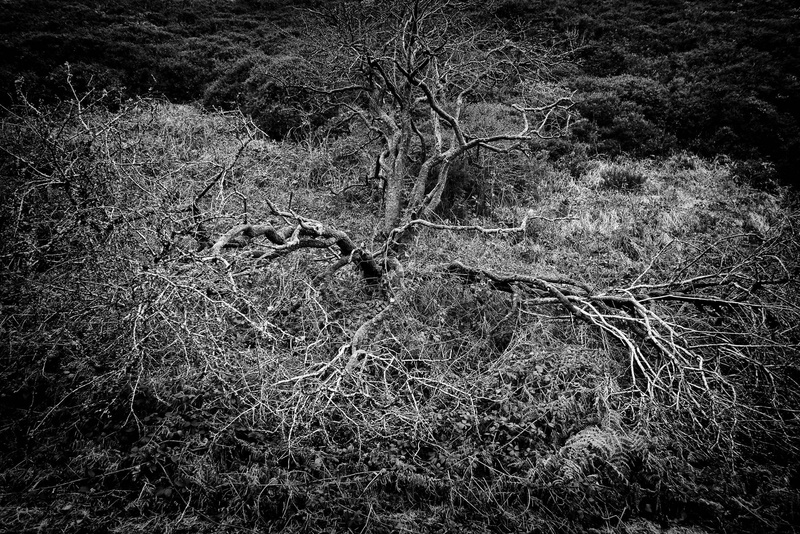 Hawthorn - Valley Project