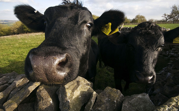 Inquisitive cows - Sheep  and other furry animals