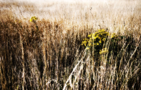 Grass 11 - Grass