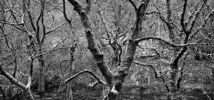 Cressbrook Dale Trees and Moss - Black and White