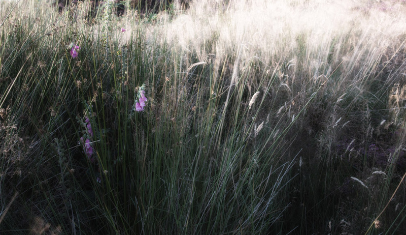 Grass 5 - Grass