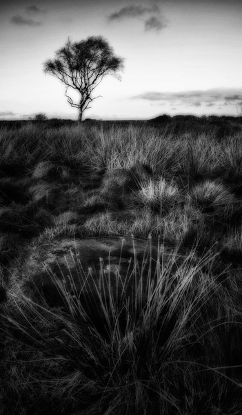 Lone Tree - Black and White