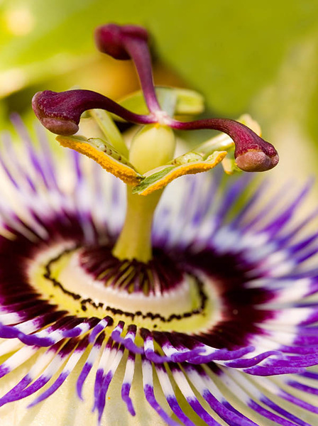Passion flower - Flowers