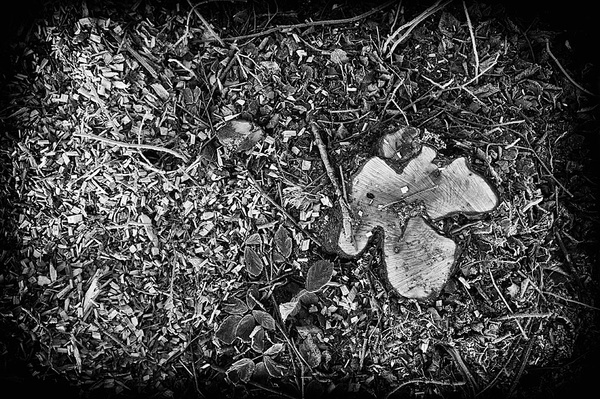 Tree stump - Abstract landscapes
