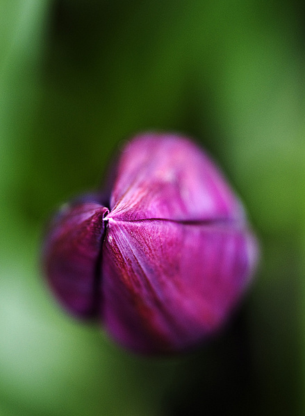Tulip - Macro/Close up