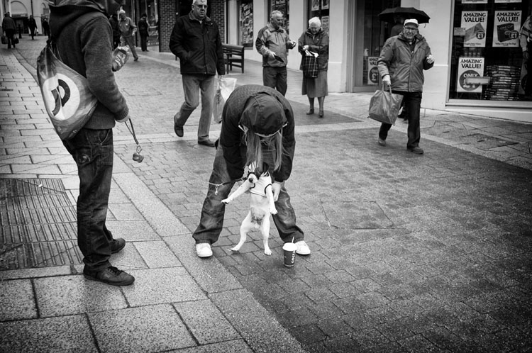 Dressing the dog!! - Street Photography