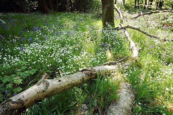 Bluebells and Stitchwort - Flowers