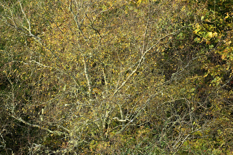 Tree Detail 1 - Valley Project
