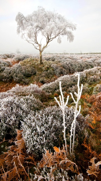Beeley Moor Tree Frost 3 - Winter Landscapes