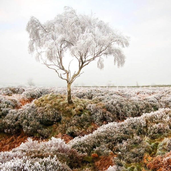 Beeley Moor Tree Frost 1 - Winter Landscapes