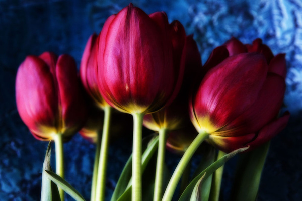 Tulips - Flowers