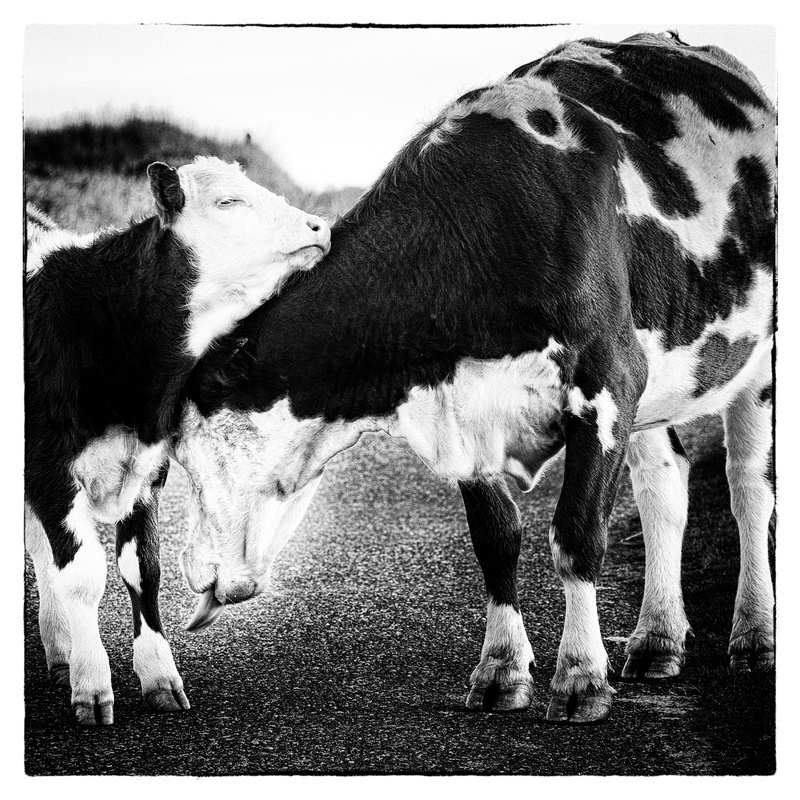 Cow and calf - Creatures