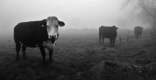 Cows in the mist 2 - Sheep  and other furry animals