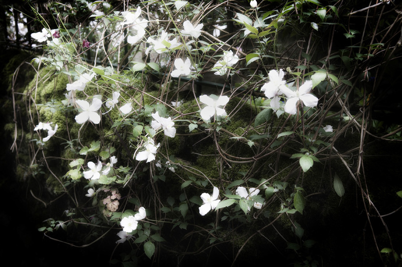 Clematis - Flowers