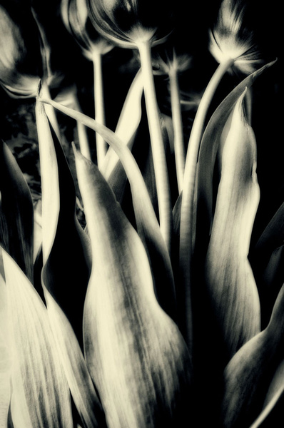 Tulips mono - Flowers