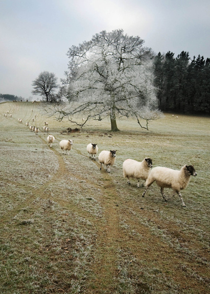 Sheep in Chatsworth Park - Sheep  and other furry animals