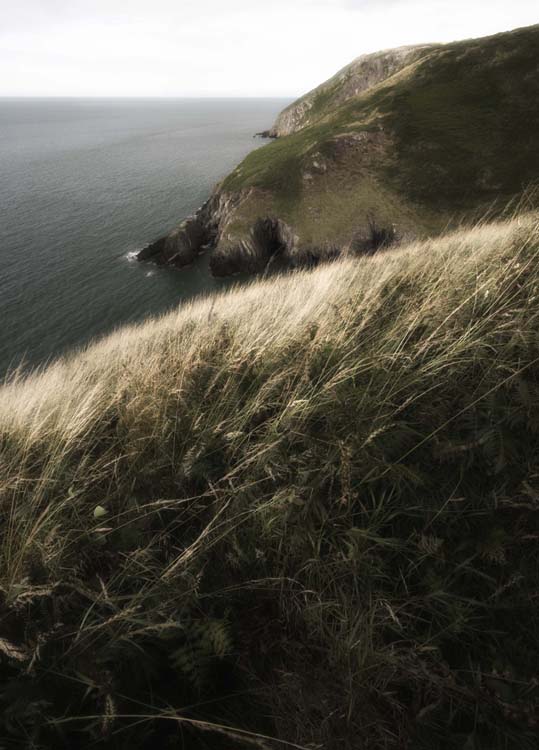 Sea and grass - Grass