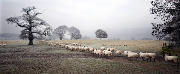 Sheep in Chatsworth Park - Sheep  and other furry animals