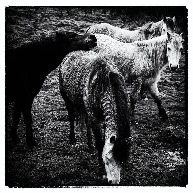 Ponies 2 - Creatures