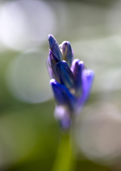 Bluebell macro 1 - Macro/Close up