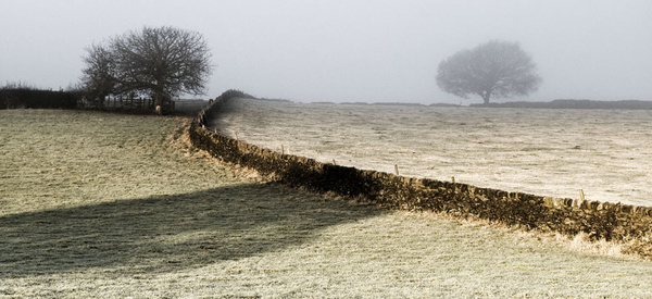 Trees and walls - Simplicity