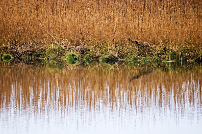 Newport Estuary Reeds Pembrokeshire - West Wales