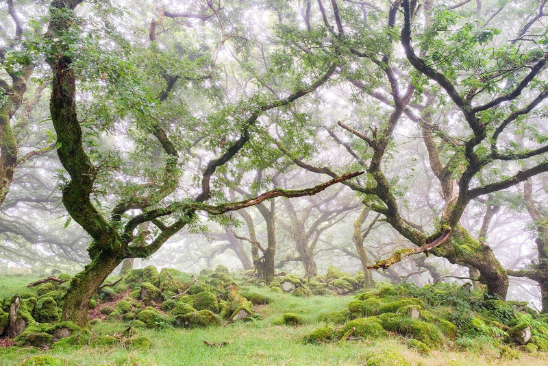Dancing Trees Ty Canol - West Wales
