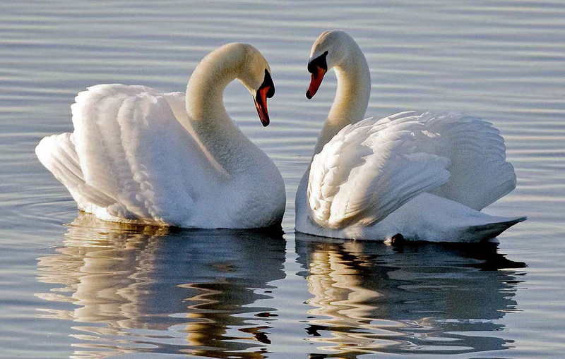 Love Swans - Greeting cards