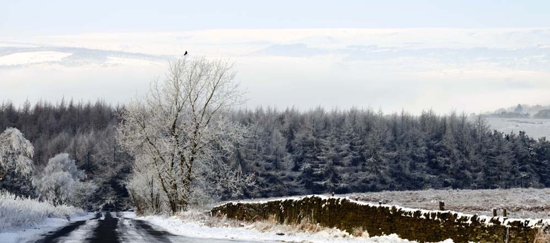 Beeley Moor Lone Bird - Winter Landscapes