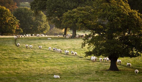 Sheep Chatsworth Park - Sheep  and other furry animals
