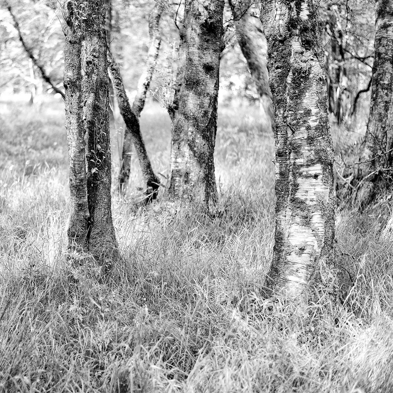 Trees 1 - Cards