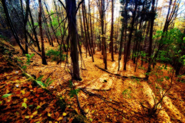 Trees - Visual Imagery