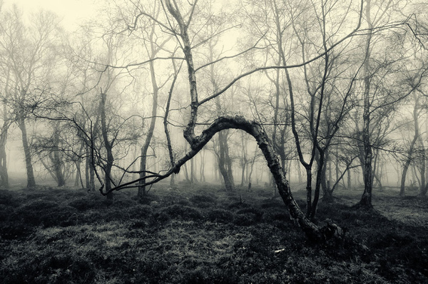 Bent Tree Stanton Moor - Visual Imagery