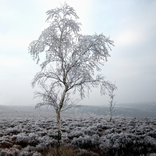 Beeley Moor Tree Frost 2 - Winter Landscapes