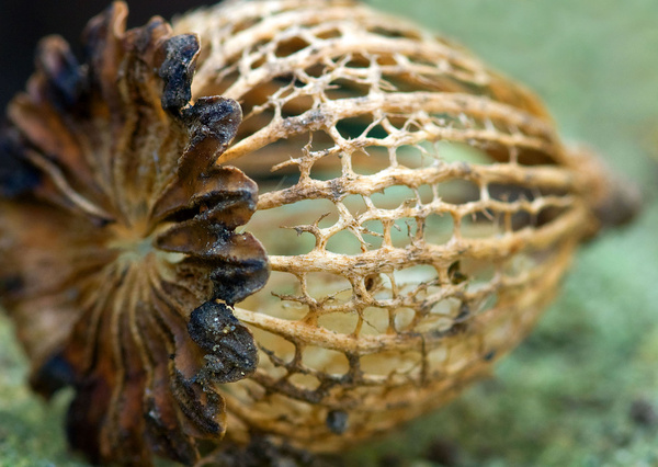 Seedhead - Macro/Close up
