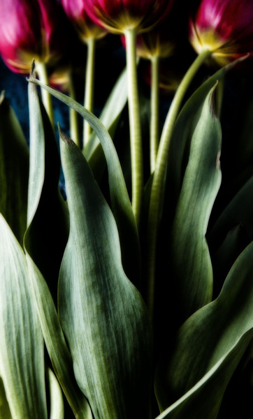 Tulips - Flowers