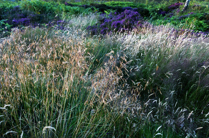 Grass 6 - Grass