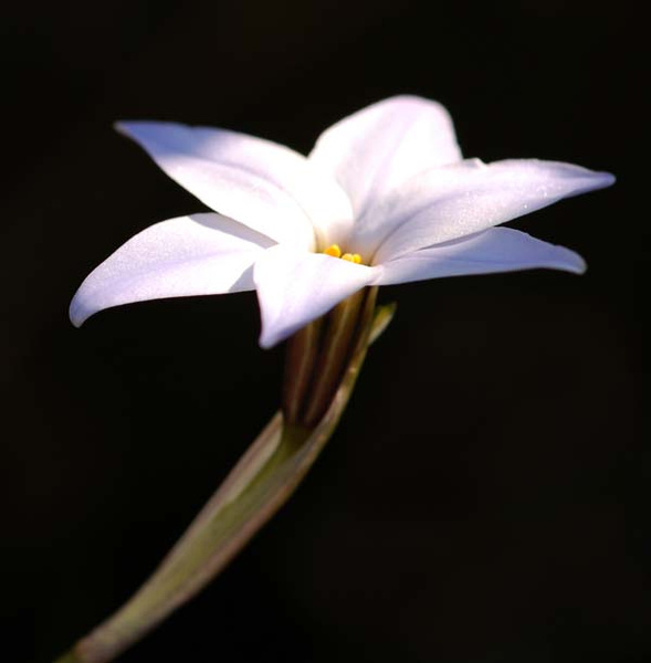Star flower - Flowers