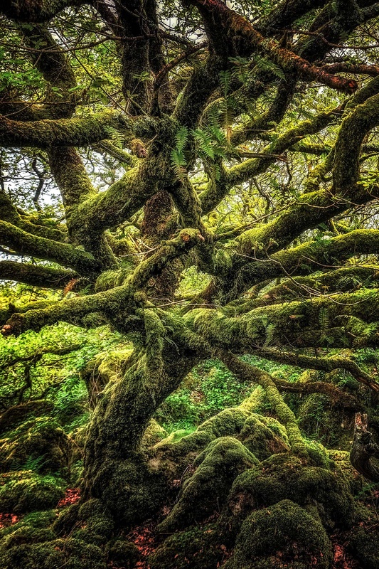 Ty Canol Tangle - West Wales