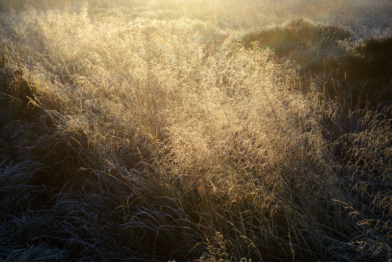 Grass 1 - Grass