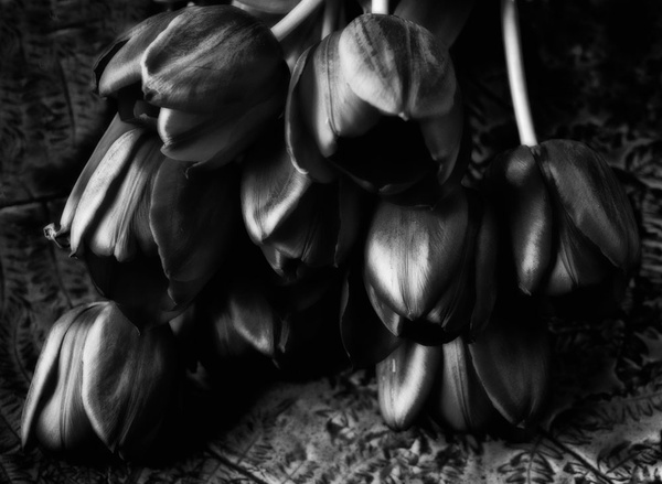 Tulips Mono - Flowers
