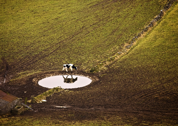 Cow and Dew Pond - Landscapes