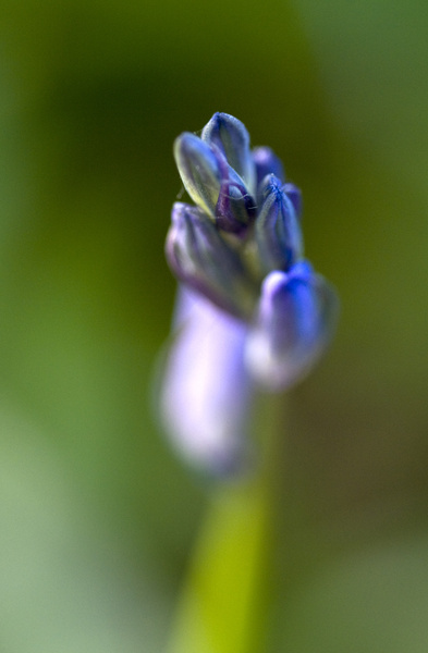 Bluebell macro 3 - Macro/Close up