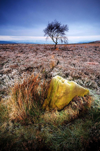 Tree and rock - Landscapes