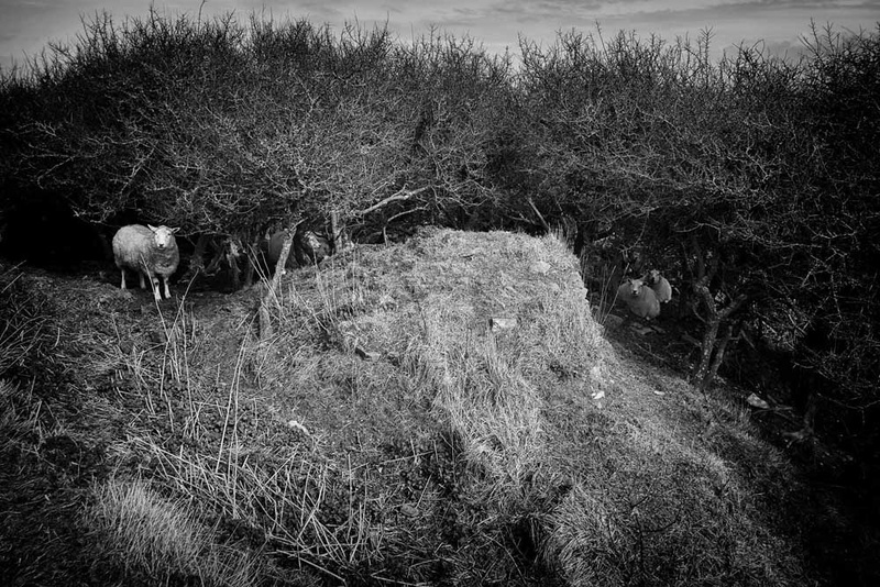 Sheep in Bushes - Sheep  and other furry animals