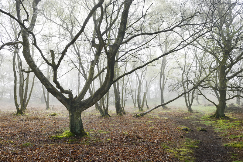  - Stanton Moor Landscapes