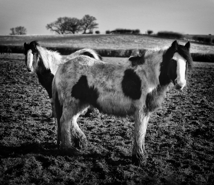 Ponies. - Sheep  and other furry animals