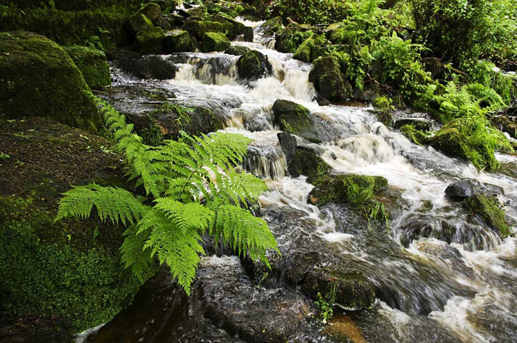 Lumsdale Matlock Fern - Landscapes